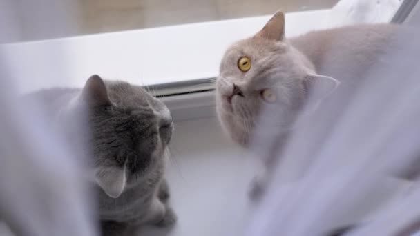 Dwa Szare Koty Miłosnym Pocałunku Zasłoną Parapecie Przy Oknie Widok — Wideo stockowe