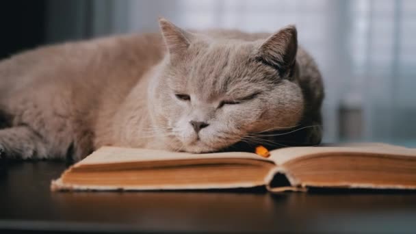 Szary Szkocki Kot Domowy Śpiący Stole Otwartą Księgą Ciemnym Pokoju — Wideo stockowe