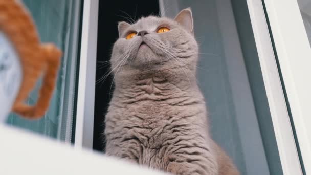 Zblízka Šedá Chlupatá Kočka Sedí Parapetu Poblíž Otevřeného Okna Dívá — Stock video