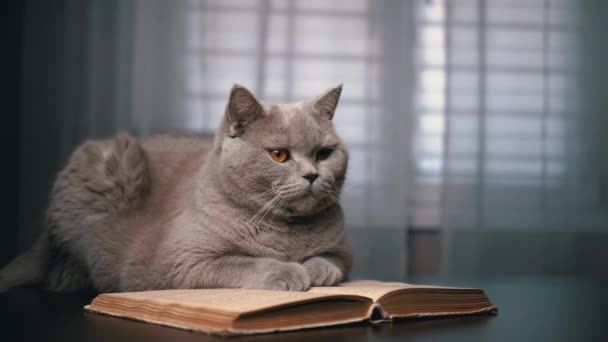 Szary Szkocki Kot Domowy Siedzi Stole Otwartą Księgą Ciemnym Pokoju — Wideo stockowe