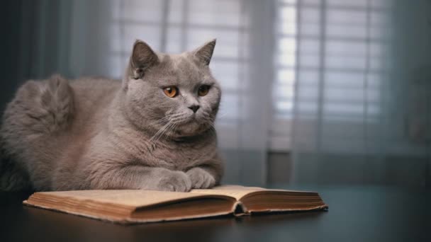 灰色苏格兰家猫坐在一张桌子上 在黑暗的房间里有一本打开的书 孤立无援聪明的绒毛猫 绿眼睛 躺在一本旧书上 模糊的背景 宠物狗 — 图库视频影像