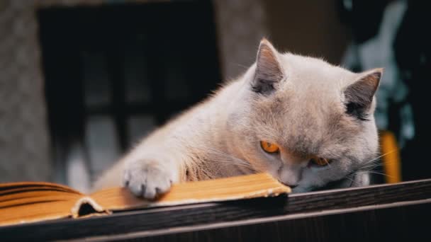 Zamknij Się Gray Fluffy Cat Leży Otwartej Książce Stole Rozmazanym — Wideo stockowe