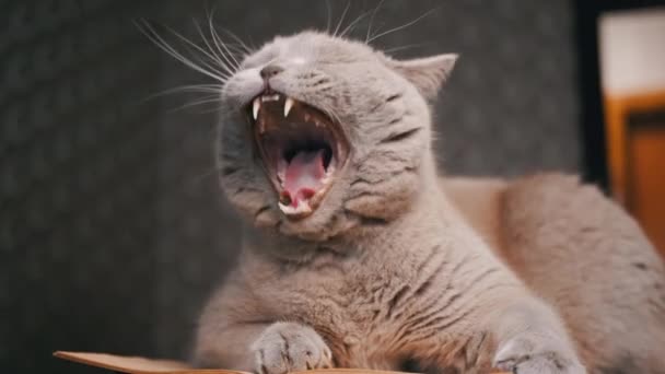 Ásítás Gray Domestic Cat Hazudik Asztalon Nyitott Könyv Szobában Elmosódott — Stock videók