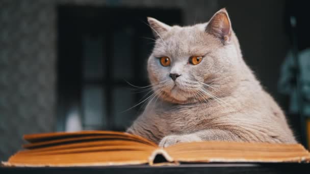 Gato Doméstico Escocés Gris Sentado Una Mesa Con Libro Abierto — Vídeos de Stock