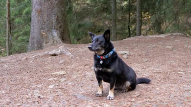 Πορτρέτο Ενός Χαμένου Μαύρου Σκύλου Κολάρο Θολό Φόντο Δάσους Βουνά — Αρχείο Βίντεο