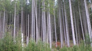 Dağlardaki Kalın Kozalaklı Ormanda Yeşil Çam Ağaçlarının Panoramik Manzarası. Alt manzara. Güneş ışığında uzun ve çıplak ağaç gövdeleri. Sonbahar ormanı geçmişi. Soyut. Doğa. Karpatlar.