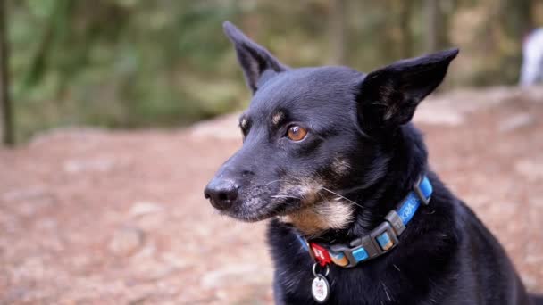 Porträtt Försvunnen Svart Hund Med Krage Suddig Bakgrund Skog Bergen — Stockvideo