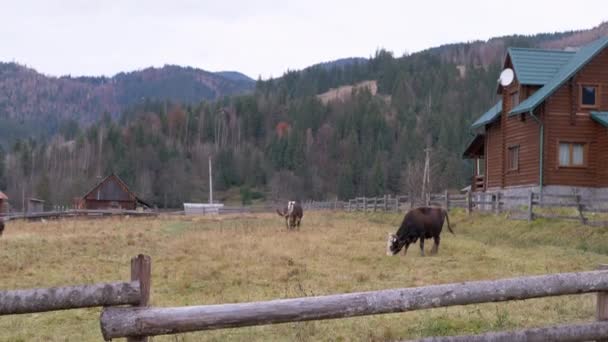 Herd Cows Graast Een Groene Weide Bergen Tegen Achtergrond Van — Stockvideo