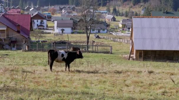 Cow Grazes Grön Betesmark Bergen Mot Bakgrund Lantliga Hus Spottade — Stockvideo