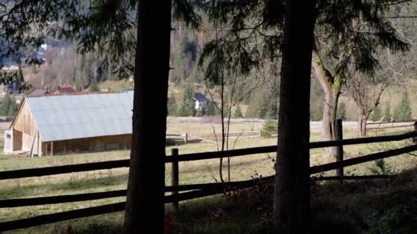 山の中の影の中の牛の木々を眺める ブルはフェンスの後ろの距離にあるアルプスの牧草地に緑を噛みつける 田舎の家を買った カントリーサイド バレー ファーム — ストック動画