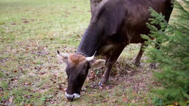 黄牛在落叶青草地上的栅栏后面吃草 靠近点肖像 脖子上挂着铃铛的奶牛咀嚼着茂盛的草地草 干枯的叶子 秋天的森林景观 — 图库视频影像