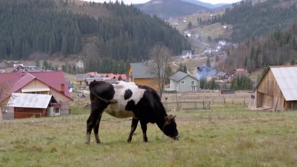 Krowy Grazes Zielonym Pastwisku Górach Tle Wiejskich Domów Zauważony Czarny — Wideo stockowe