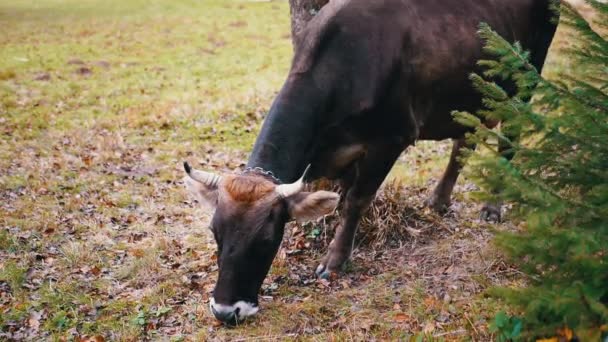 Brown Cow Grazes Fence Green Pasture Fallen Autumn Leaves Close — Stock Video