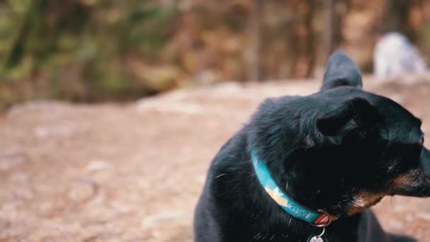 Портрет Потерянной Чёрной Собаки Воротником Размытом Фоне Леса Горы Украинский — стоковое видео