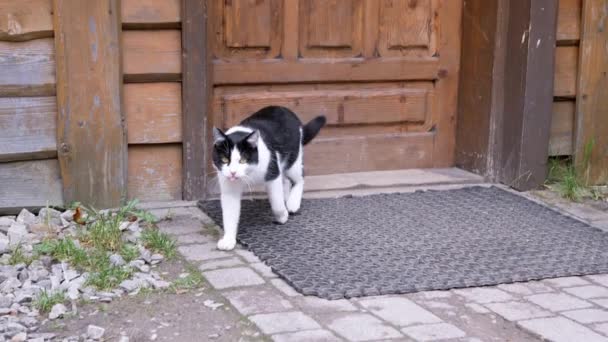 Hungrige Verirrte Schwarze Katze Spaziert Durch Den Park Cafe Area — Stockvideo