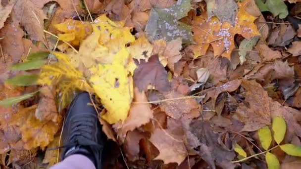 Pés Passo Tapete Outono Wet Fallen Maple Folhas Amarelas Parque — Vídeo de Stock