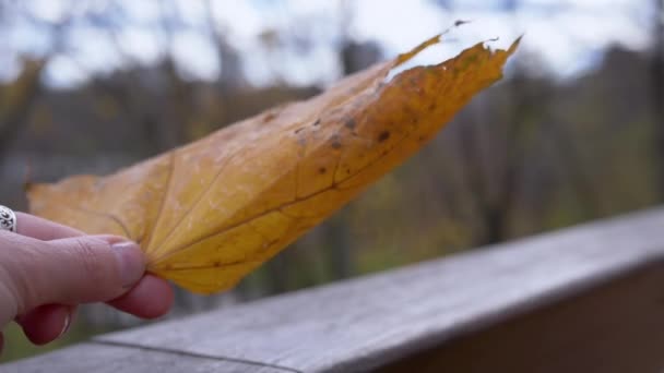 女性の手は 公園の曇った空に一枚の黄色い秋の葉を伸ばします クローズアップ 橋から オーバーキャスト天気 テクスチャー 秋の背景 クラウディ サンライト 10月から — ストック動画