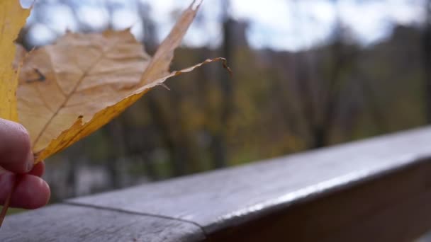 Ženská Ruka Natahuje Jeden Žlutý Podzimní List Zatažené Obloze Parku — Stock video