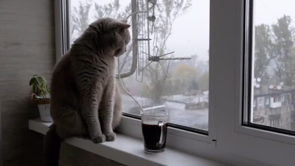 Uttråkad Katt Tittar Regnigt Väder Utanför Fönstret Med Kopp Varmt — Stockvideo