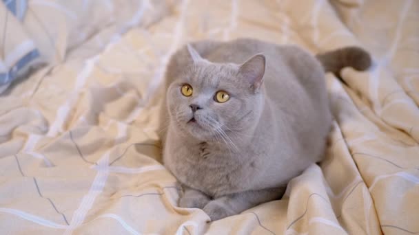Крупным Планом Серая Шотландская Кошка Отдыхает Мягкой Уютной Кровати Комнате — стоковое видео