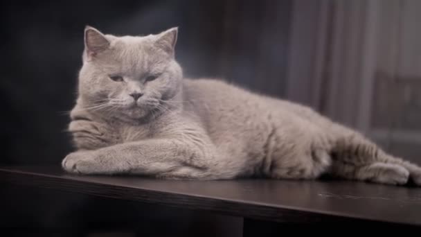 Close Large Gray Fluffy Cat Lies Surface Table Smoky Room — Stok Video