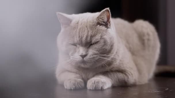 Close Large Gray Fluffy Cat Encuentra Superficie Una Mesa Una — Vídeos de Stock
