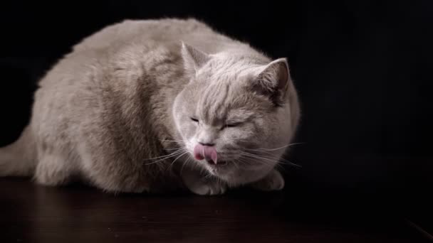Retrato Gato Doméstico Cinza Brincalhão Sentado Uma Mesa Madeira Quarto — Vídeo de Stock