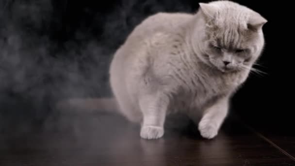 Close Grote Grijze Pluizige Kat Zit Het Oppervlak Van Een — Stockvideo