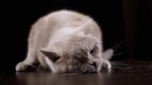 Πορτρέτο Μιας Παιχνιδιάρικης Γκρίζας Οικιακής Γάτας Ξαπλωμένης Ένα Ξύλινο Τραπέζι — Αρχείο Βίντεο