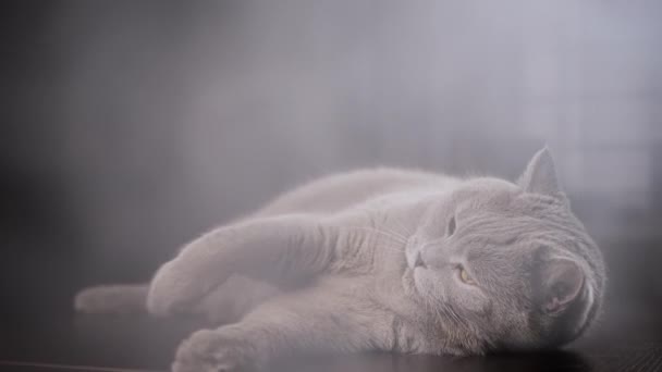 Κοντινό Πλάνο Μεγάλη Gray Fluffy Cat Βρίσκεται Στην Επιφάνεια Του — Αρχείο Βίντεο