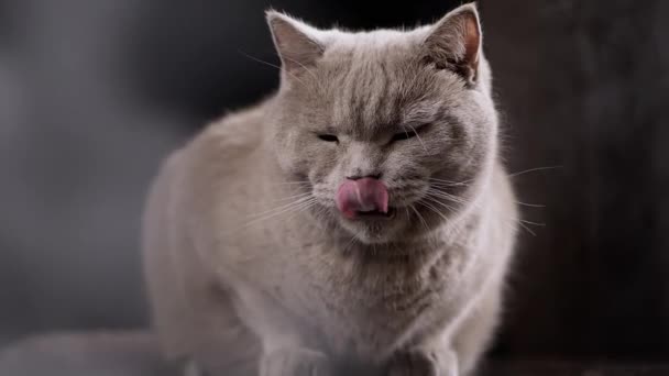 Close Large Gray Fluffy Cat Sienta Superficie Una Mesa Una — Vídeo de stock