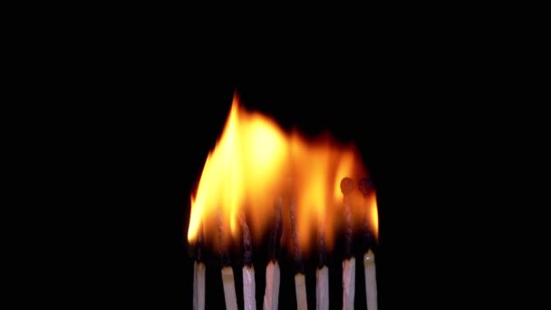 クローズアップ ブラックバックグラウンドに柔らかい明るい炎で燃えるマッチの多く 孤立した アブストラクト オレンジ色の炎のテクスチャ 火傷した試合の明るい火 オブジェクトのグループ スローモーション エフェクト — ストック動画