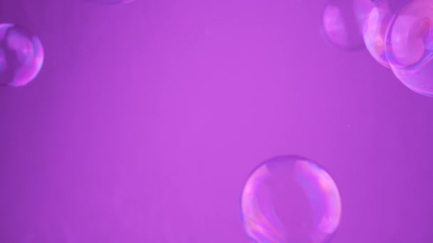 空のスペースの紫色の背景に移動する多彩な石鹸の泡 コネクション 分子について カオスムーブメント 透明な水球を吹く アブストラクト ブレイクされた動き 孤立した コピースペース — ストック動画
