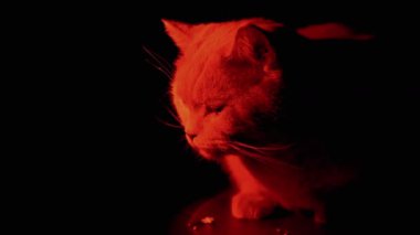 Yaklaş, Mistik Kedi Karanlık Oda 'da Kırmızı Işık tarafından aydınlatılmış, Kara Arkaplan. Kırmızı ışıkla aydınlatılan tüylü safkan İngiliz kedisi, kabarık gözlü, boş bir odada oturuyor. Cadılar Bayramı.