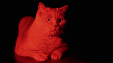 Yaklaş, Mistik Kedi Karanlık Oda 'da Kırmızı Işık tarafından aydınlatılmış, Kara Arkaplan. Kırmızı ışıkla aydınlatılan tüylü safkan İngiliz kedisi, kabarık gözlü, boş bir odada oturuyor. Cadılar Bayramı.