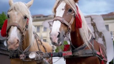 İki Kahverengi At Bir Takım Durağı Bir Şehir Caddesinde Bir Araba Koşumlu. Gezinti ya da at arabası. Yakın plan, atlar çiğniyor. Çalışan atlar, hayvanlar. Arka plan bulanık. Turizm sektörü.