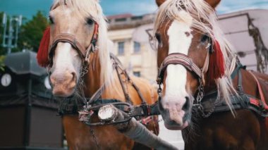 İki Kahverengi At Bir Takım Durağı Bir Şehir Caddesinde Bir Araba Koşumlu. Gezinti ya da at arabası. Yakın plan, atlar çiğniyor. Çalışan atlar, hayvanlar. Arka plan bulanık. Turizm sektörü.