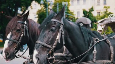 İki Kahverengi At Bir Takım Durağı Bir Şehir Caddesinde Bir Araba Koşumlu. Gezinti ya da at arabası. Yakın plan, atlar çiğniyor. Çalışan atlar, hayvanlar. Arka plan bulanık. Turizm sektörü.