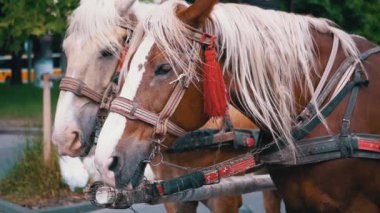 İki Kahverengi At Bir Takım Durağı Bir Şehir Caddesinde Bir Araba Koşumlu. Gezinti ya da at arabası. Yakın plan, atlar çiğniyor. Çalışan atlar, hayvanlar. Arka plan bulanık. Turizm sektörü.
