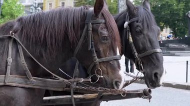 İki Kahverengi At Bir Takım Durağı Bir Şehir Caddesinde Bir Araba Koşumlu. Gezinti ya da at arabası. Yan görüş. Yakın plan, atlar çiğniyor. Çalışan atlar, hayvanlar. Arka plan bulanık. İş dünyası.