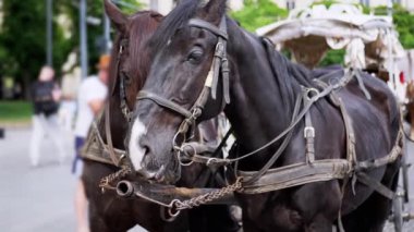 İki Kahverengi At Bir Takım Durağı Bir Şehir Caddesinde Bir Araba Koşumlu. Gezinti ya da at arabası. Yakın plan, atlar çiğniyor. Çalışan atlar, hayvanlar. Arka plan bulanık. Turizm sektörü.