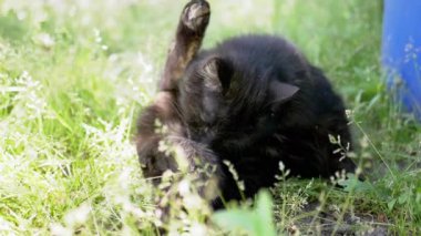 Siyah bir kedi otların arasında özenle kendini temizler, doğuştan gelen tımar alışkanlıklarını gösterir. Bu doğal davranış, hayvanlar için hijyenin önemini vurgular, barışçıl bir bakış sunar.