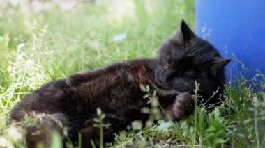 Bir kara kedi yemyeşil çimlerin arasında kendini tımar eder, bir bahçede yaz gününün sıcağının tadını çıkarır..