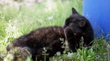 Siyah bir kedi çimlerin üzerine uzanır, tüylerini güzelce tımar eder. Kedi huzurlu bir bahçe ortamında güneşli havanın tadını çıkarıyor..
