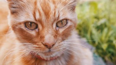 Kırmızı yakalı kızıl bir kedi otların üzerinde huzur içinde uzanıyor, sakin açık hava ortamının tadını çıkarıyor. Nazik bir okşama sükuneti artırır..