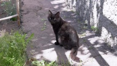 Siyah bir kedi, duvarın yanındaki beton bir yolda sessizce oturur ve gölgeler bırakır. Kedilerin yeşil gözleri yeşil ve güneş ışığıyla çevrili olan mesafeye sakince bakar. Bu görüntüler şu temaları anımsatabilir: