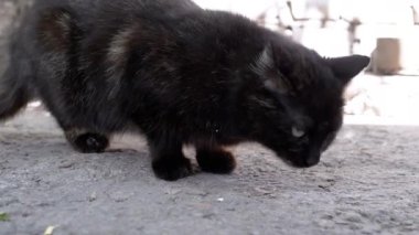 Parlak mavi gözlü aç bir siyah kedi yerden yer ve yukarı bakar, muhtemelen daha fazlasını arıyordur. Sahne, hayatta kalma temalarını ve başıboş hayvanların karşılaştığı zorlukları anımsatıyor..