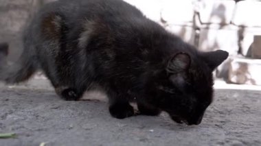Kahverengi gözlü bir kara kedi, kötü şans ve gizemin sembolü olarak yerden yemek yer. Evsizlik ve hayatta kalma kavramı
