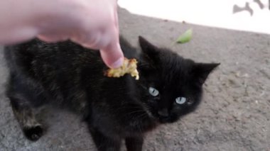 Aç bir kara kedinin, bir insanın elinden büyük bir zevkle yediği görüntüler. Kediler doğrudan bakar ve hevesli ısırıklar gerçek açlık ve güveni gösterir. Hayvan refahı kampanyaları ve hayvan maması için ideal.