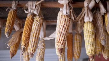 Tahta bir kirişten sarkan kurutulmuş mısır koçanları. Bu kırsal görüntü, gıda ve küfle ilgili endişelerle geleneksel besin koruma yöntemlerini betimlemektedir..